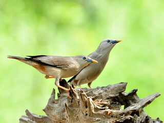 Pair of Chestnut-tailed Starling birds (Sturnus malabaricus) in love standing on nice log