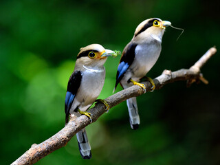 Pair of Silver-breasted Broadbill (Serilphus lunatus) family bird sitting together on the branch waiting for feeding their chicks