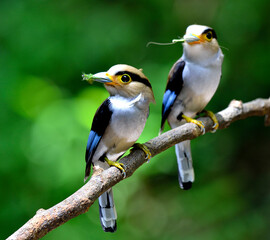 Pair of Silver-breasted Broadbill (Serilphus lunatus) family birds sitting together on the branch waiting for feeding their chicks