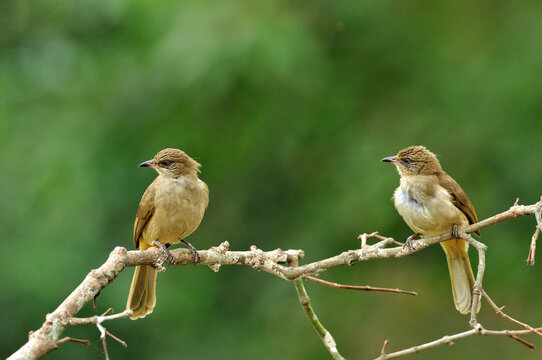 Pair of Streak-eared Bubul birds (Pycnonotus blanfordo) perching on the branch with nice blackground