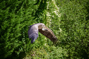Vautour