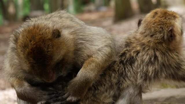 4k video of wild monkey - family  50 fps