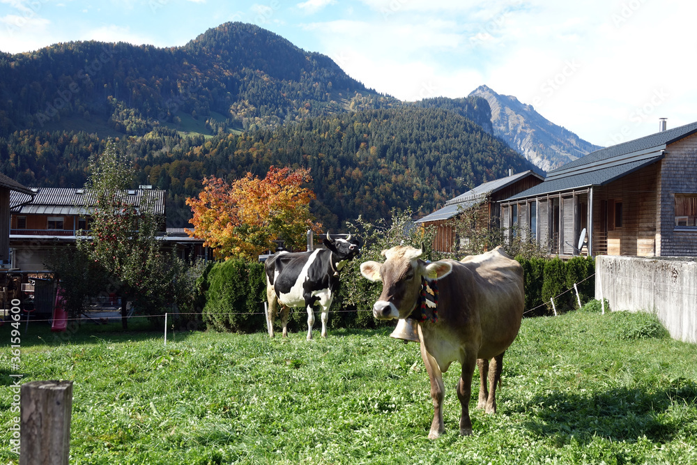 Canvas Prints Kühe an einem Bauernhof in Bizaus