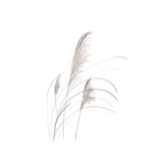 Fototapeta na wymiar Pampas grass. Botanical vector illustration. Neutral colors. Pencil texture
