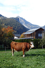 Fototapeta na wymiar Kühe an einem Bauernhof in Bizaus