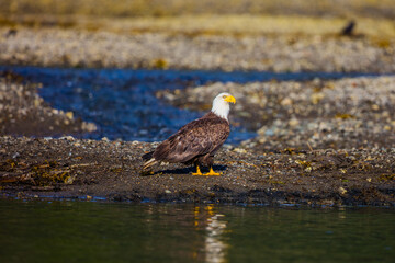 grounded eagle