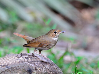 Rufous-tailed Robin (Luscinia sibilans) mall bird on the log