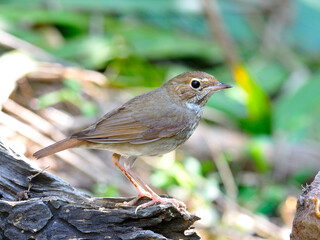  Rufous-tailed Robin (Luscinia sibilans) showing its brown stripe feathers