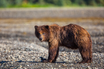 Obraz premium bear stare