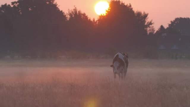 A cow standing on a foggy field while the red rising morning sun is shining towards the viewer.