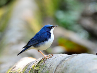 Obraz premium Siberian Blue Robin (Luscinia cyane) a lovely fat blue bird standing on the clean log