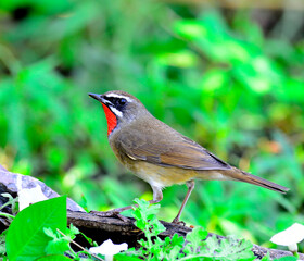 Siberian Rubythroat (Luscinia Sibilans) a bird showing its red throat