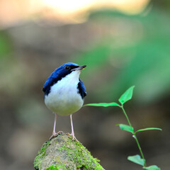 Siberian Blue Robin (Luscinia cyane) a tiny blue bird standing on the log with green plant beside