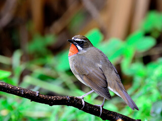 Siberian Rubythroat (Luscinia Sibilans) sitting on the branch with back feathers profile