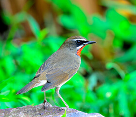 Siberian Rubythroat (Luscinia Sibilans) standing on the rock back  profile