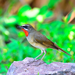 Siberian Rubythroat (Luscinia Sibilans) standing on the rock with side details and clear of feathers profile