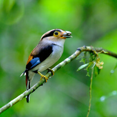 Fototapeta premium Silver-breasted Broadbill bird (Serilphus lunatus) carrying cigada in mounth for its chicks in the nest