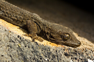Perenquén común (Tarentola delalandii),  tomando el sol sobre la piedra volcanica en Tenerife (España).