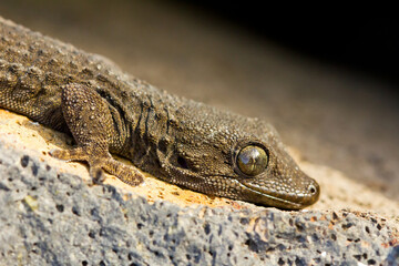 Perenquén común (Tarentola delalandii), al sol sobre la roca en Tenerife (España).