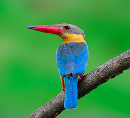 Stork-billed Kingfisher, Halcyon capensis, perching on the tree waiting for fishing showing its best back details and colors in green blur background