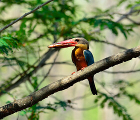 Stork-billed Kingfisher, Halcyon capensis, carrying fish in mouth to feed its chicks, bird