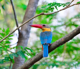 Stork-billed Kingfisher, Halcyon capensis, perching on the tree waiting for fishing showing its best back details and colors, bird