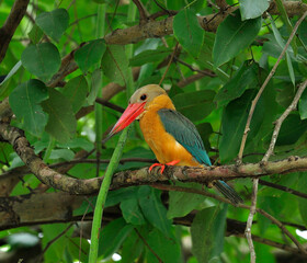Stork-billed Kingfisher, Halcyon capensis, perching on the tree waiting for fishing, bird