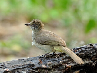 Streak-eared Bubul birds (Pycnonotus blanfordo) on the log