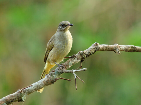 Streak-eared Bubul bird (Pycnonotus blanfordo) perching on the branch with nice blackground