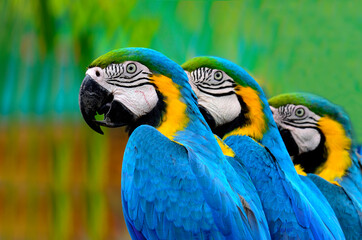 Three Blue and Yellow Macaw standing in a row with nice compose and details, macaw bird