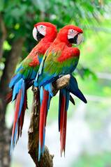 Two Green wings macaw perching together