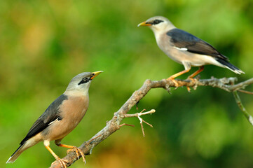 Fototapeta premium Two of Venus-breasted Starling birds (Sturnus burnammicus) perching on the same branch
