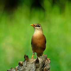 Venus-breasted Starling birds (Sturnus burnammicus) straightly standing on the log