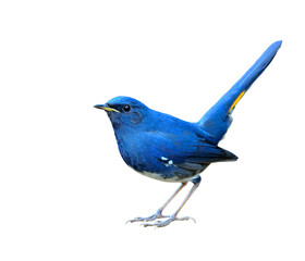 White-bellied Redstart, white belly redstart (Hodgsonius phaenicuroides) beautiful blue bird isolated on white background
