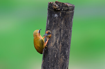 White-browed Piculet, Sasia ochracea, a lovely couple of small woodpecker drilling their nest in broken bamboo, bird