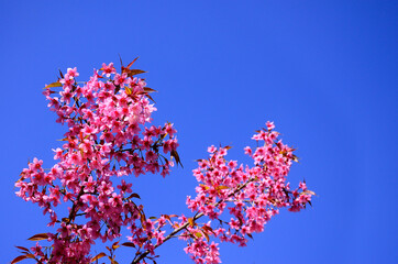 Wild Himalayan Cherry blossom with clear blue sky as a background, pink flower, sakura