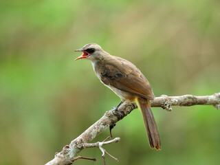 Yellow-vented bulbul bird (Pycnonotus goiavier) singing on the branch