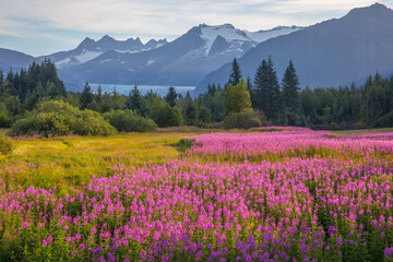 pink fields of juneau