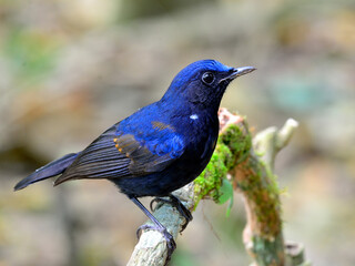 Naklejka premium Young Male of White-tailed Robin bird (Cinclidium leucurum)
