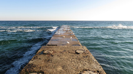 seagulls live all day on the sea pier in sunny weather