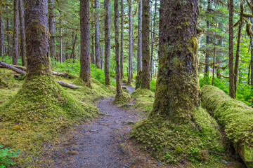 rugged forest path