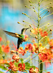 A little representation of the beauty of cuban birds