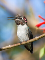 A little representation of the beauty of cuban birds