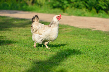 Funny brama rooster running outdoors
