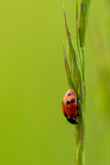 Ladybug on a grass straw