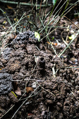 Mud Lobster Mound, Pulau Ubin, Singapore
