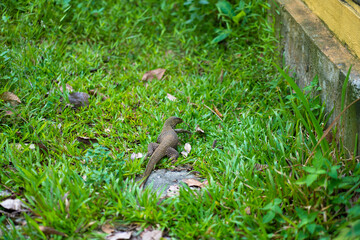 Komodo lizard walks on the lawn in the park