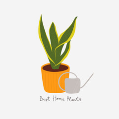 Hand drawn tropical house plant witn watering can. Scandinavian style illustration, modern and elegant decor with text Best Home Plants. Flat vector design