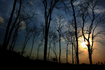 Fototapeta premium sunset in the forest