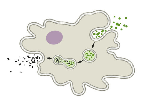 Explain the process of nutrition and digestion in Amoeba. 